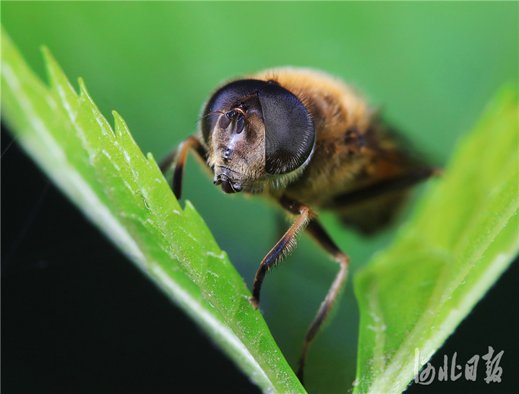 河北省唐山市滦南县倴城镇东张士坎村南林地里,一只灰带管食蚜蝇在