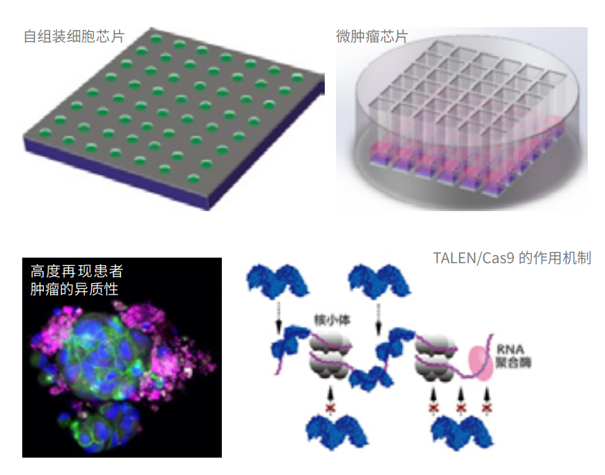 50035231_f95d0f66-7db8-42e9-9c68-1177fecca842copy.png