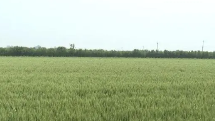 河北省将新增建设高标准农田1064万亩