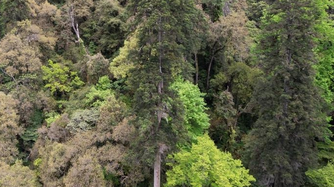83.2米！青藏科考发现迄今中国最高树木