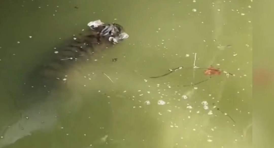 上海动物园一幼虎溺亡，园方回应事故原因