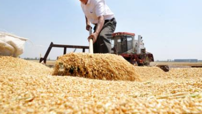 全国小麦正陆续进入集中收获期 已收获面积超4300万亩