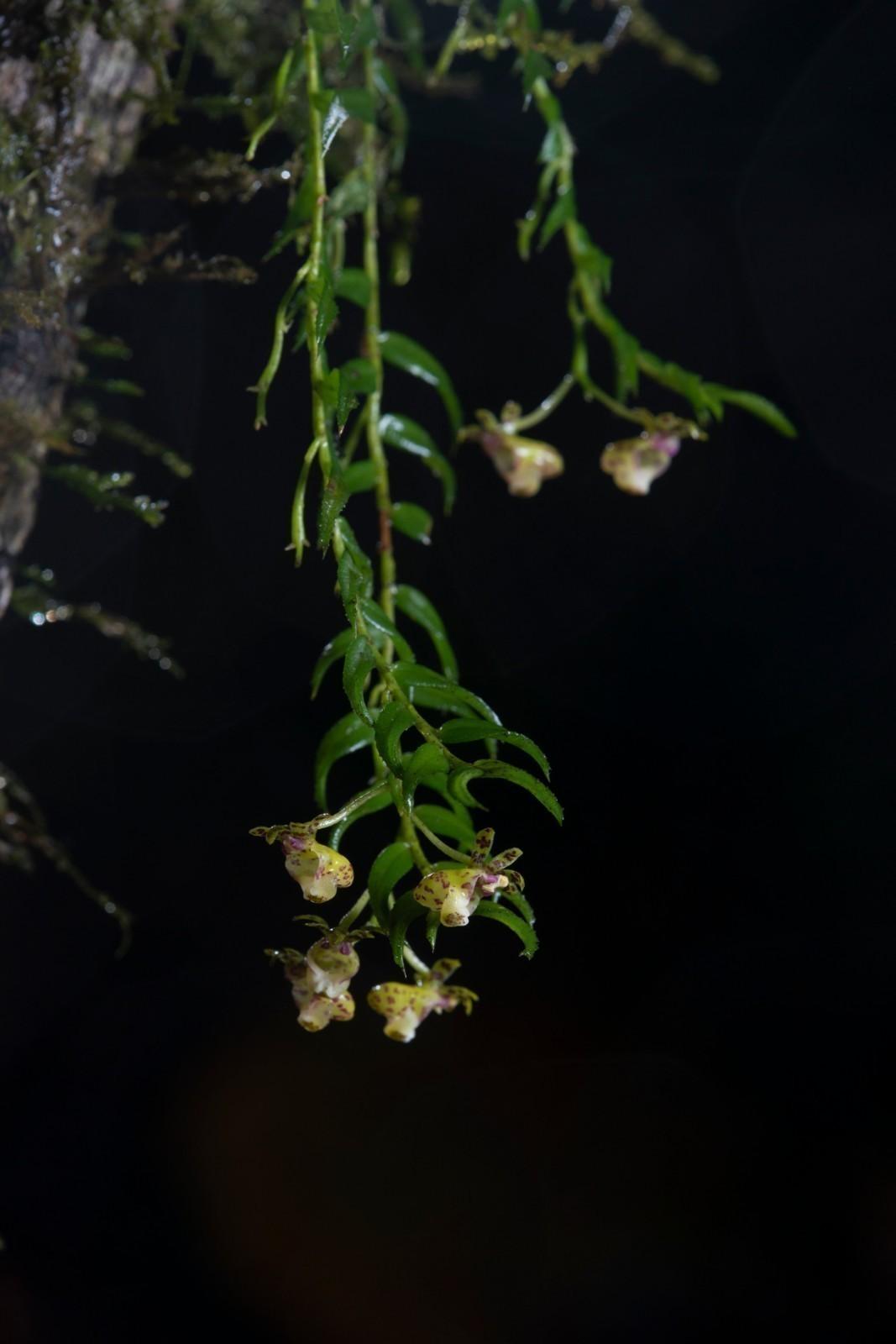3. 墨脱凤蝶兰 Papilionanthe motuoensis.JPG