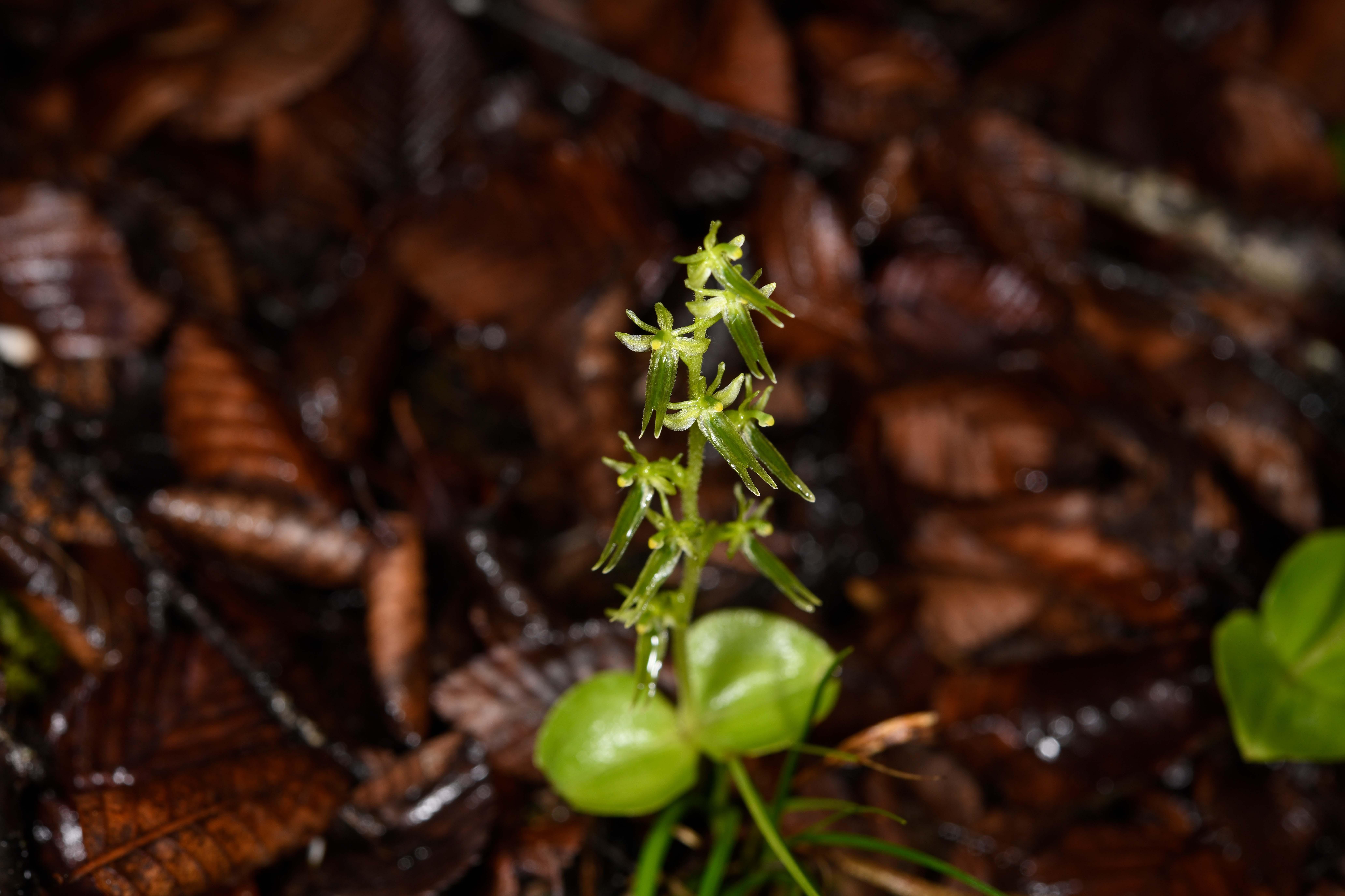 3. 墨脱凤蝶兰 Papilionanthe motuoensis.JPG