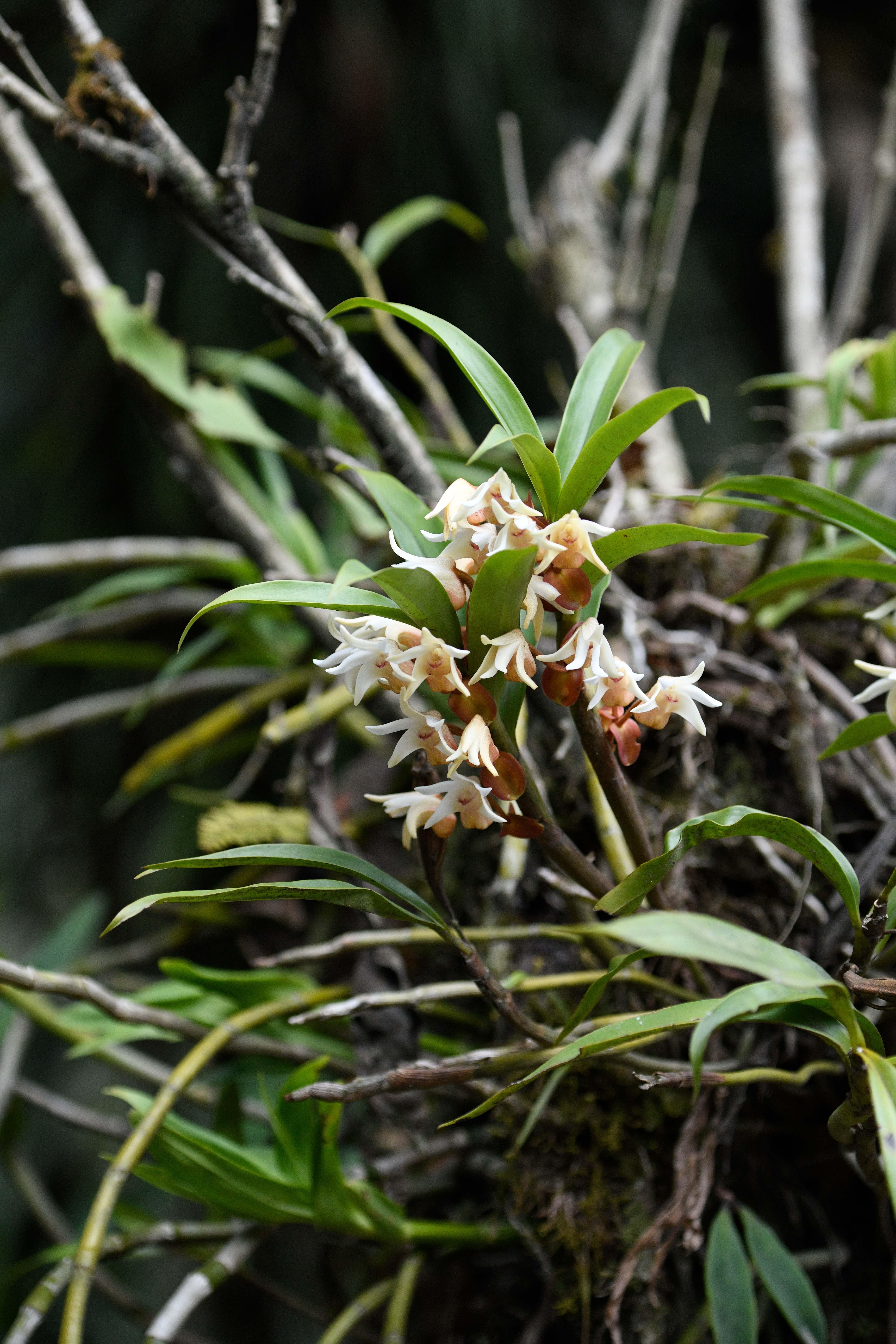 3. 墨脱凤蝶兰 Papilionanthe motuoensis.JPG