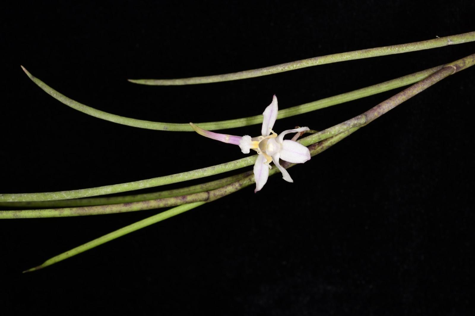 3. 墨脱凤蝶兰 Papilionanthe motuoensis.JPG