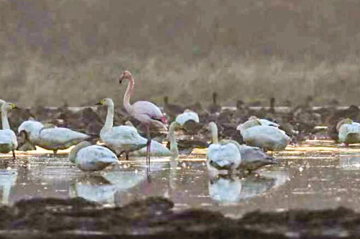 鄱阳湖国家级自然保护区：发现世界濒危鸟类火烈鸟