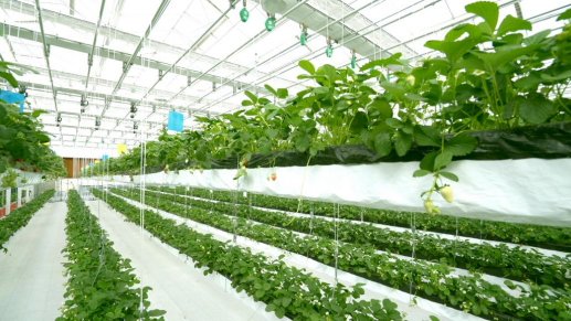 强降温降雪极寒天气棚室蔬菜田间管理建议