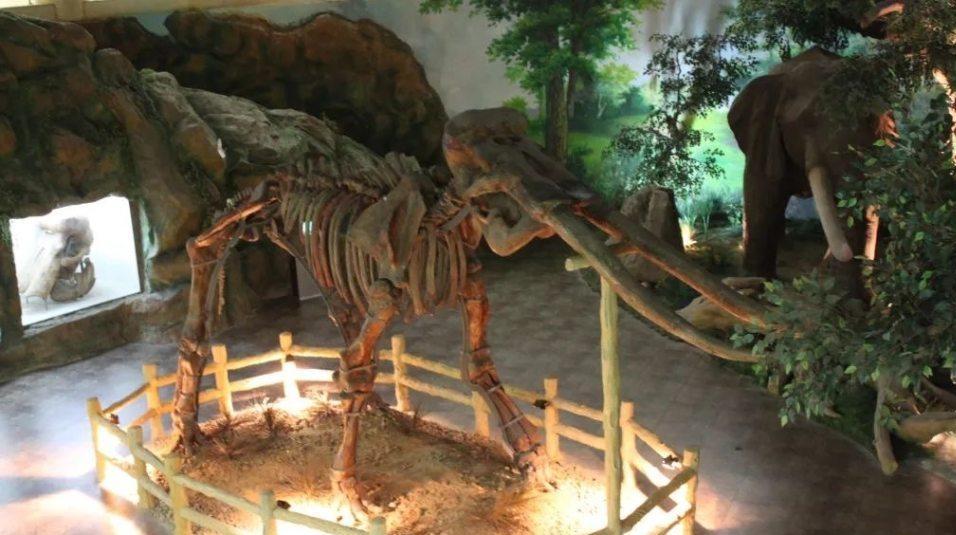 迁安市博物馆：万年古象化石“讲述”史前故事