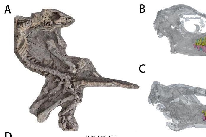 远古发现丨鸟臀类恐龙如何换牙？科研人员揭秘……