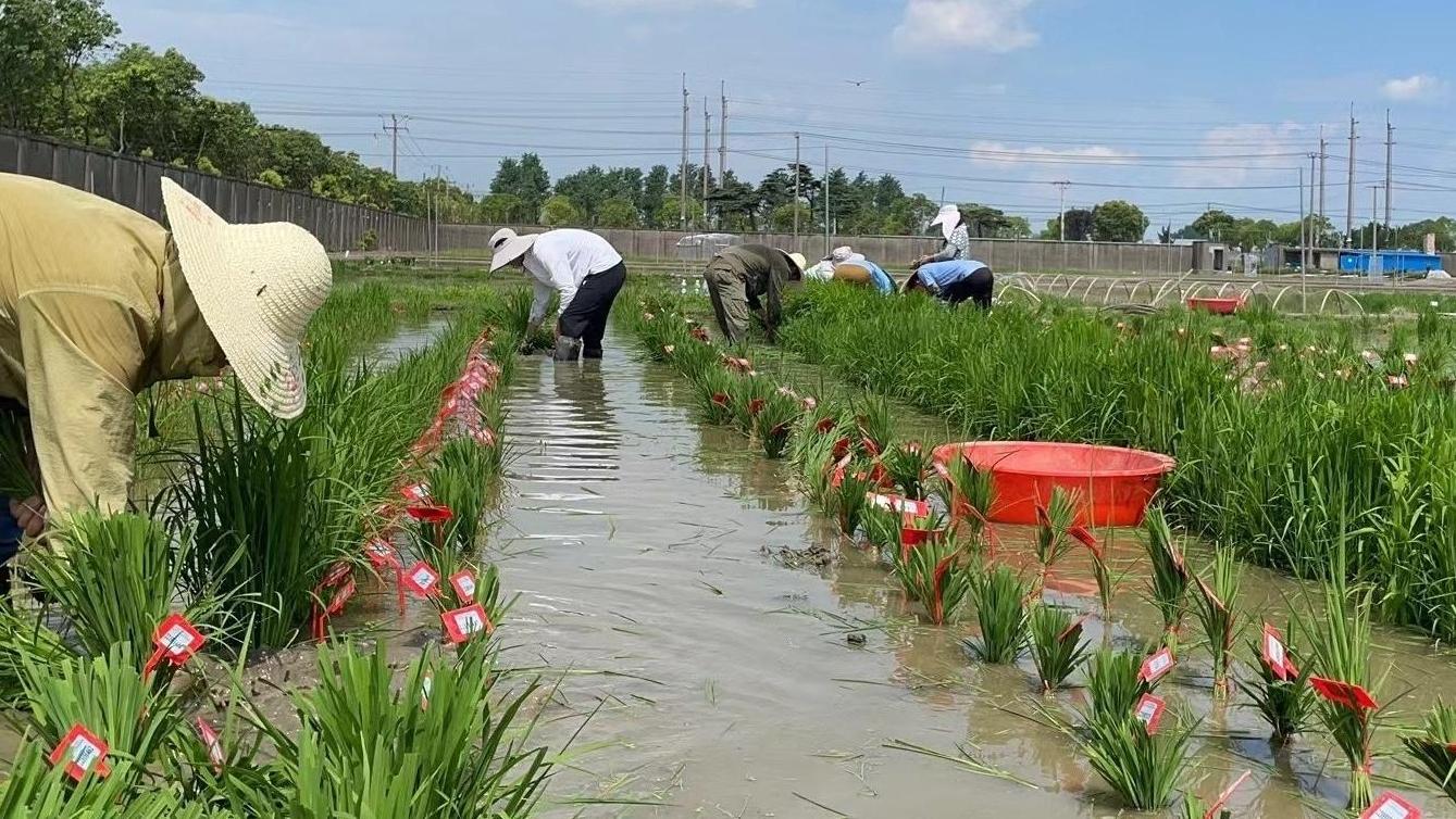 中国科学家发现植物免疫激活新机制