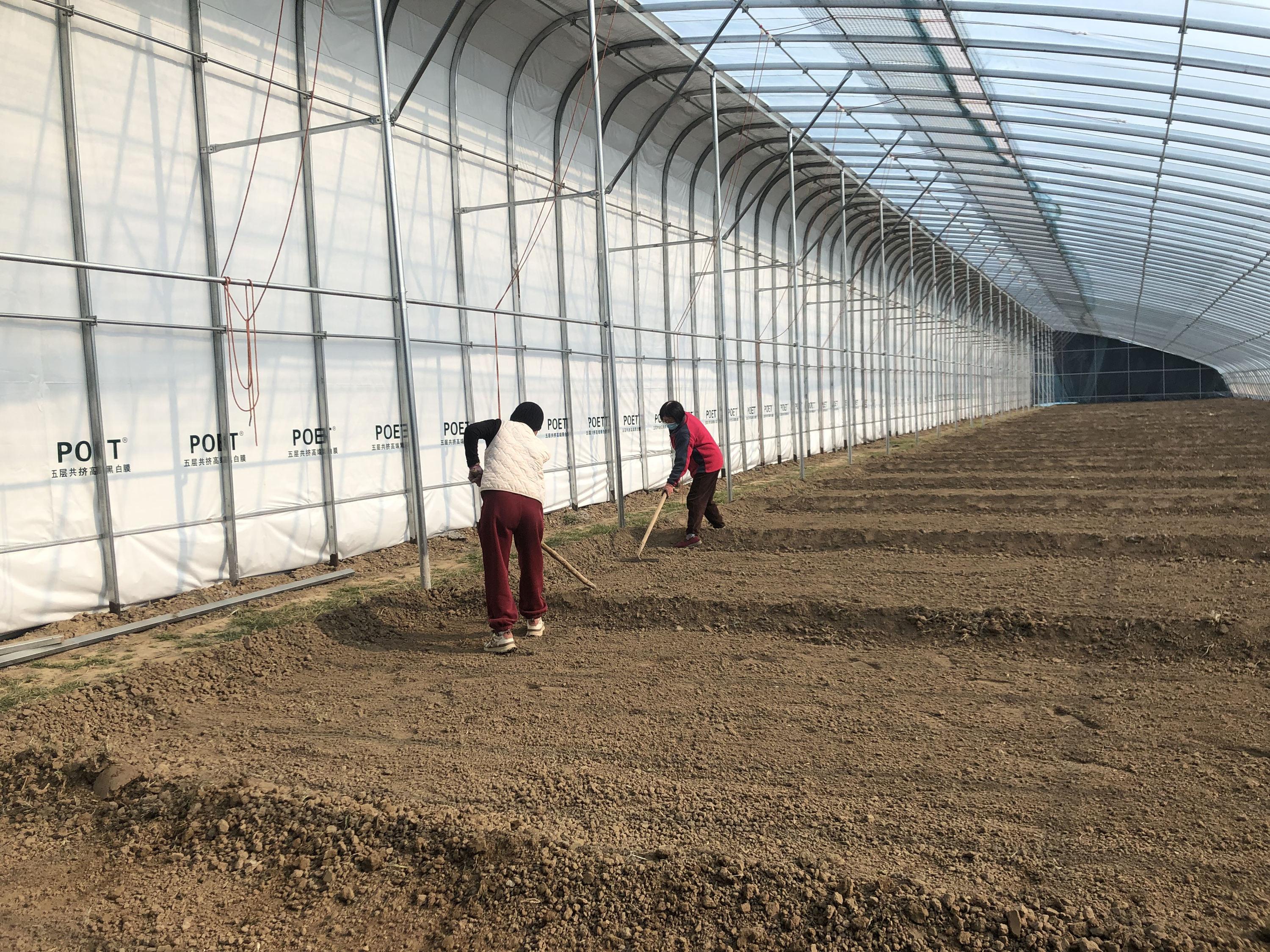 11月7日，高碑店市肖官营镇西垡头村“共富菜园”大棚种植基地现场。张广义摄