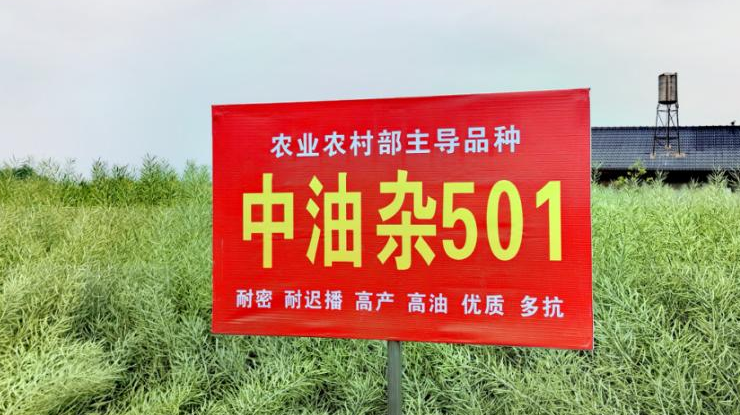 产油量占半壁江山！我国油菜年种植面积达1.17亿亩