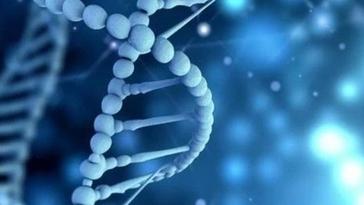 新研究：生物体系中的质子转移受量子力学影响
