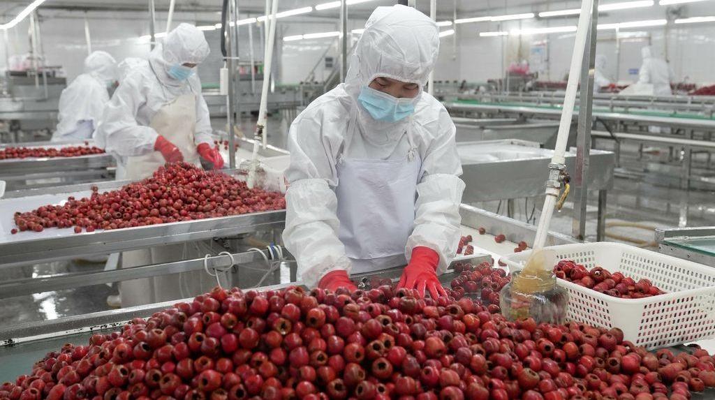 山楂等特色林果综合加工能力居全国第一位！河北规上农产品加工企业年营收超六千八百亿元