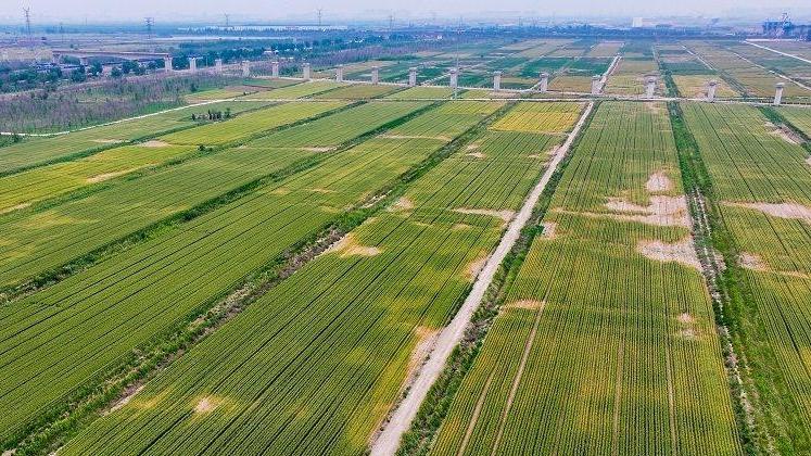 河北200万台农机备战“三夏”