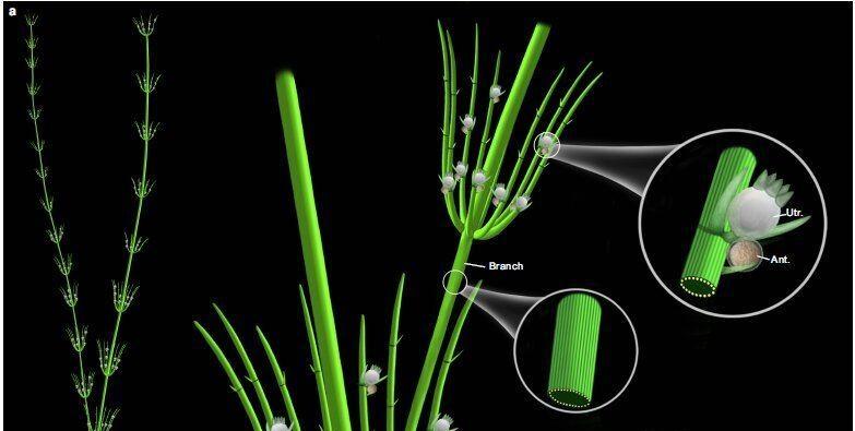 科研人员最新发现为陆地植物起源提供关键化石证据