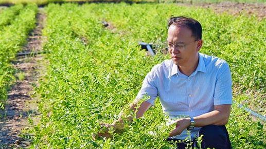 鹽堿地上書寫“現代《本草綱目》”