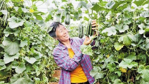 甜瓜“吃”红糖，口感更香甜