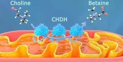 我国研究团队揭示运动延缓衰老分子机制