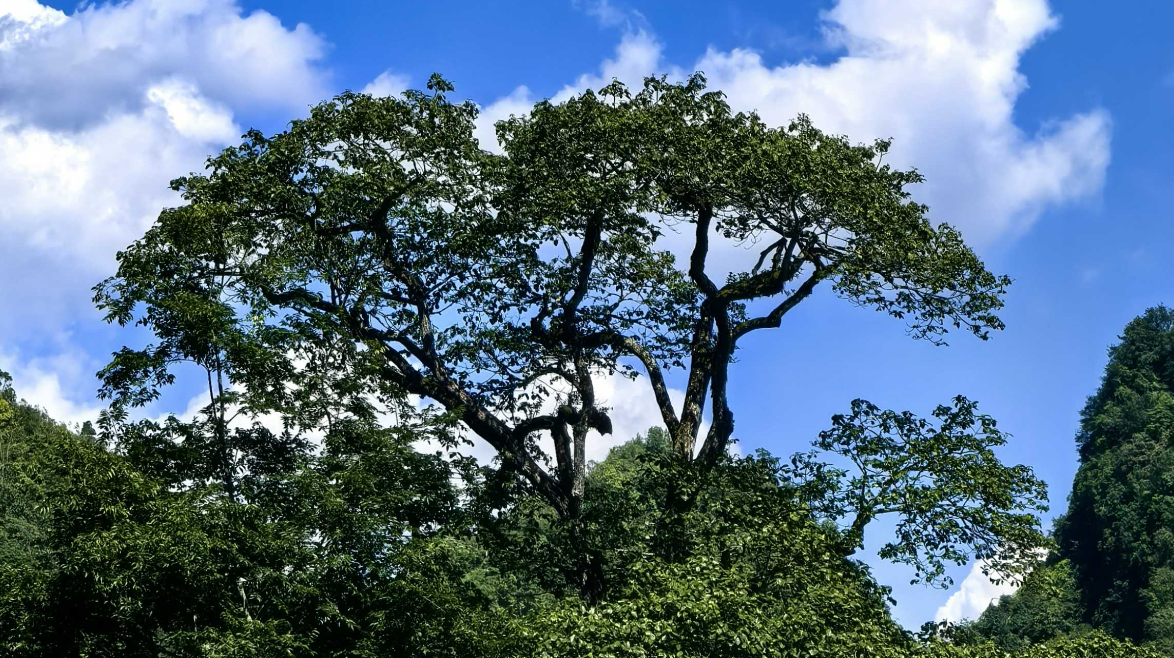 时隔70多年 广西再次发现极度濒危植物滇桐