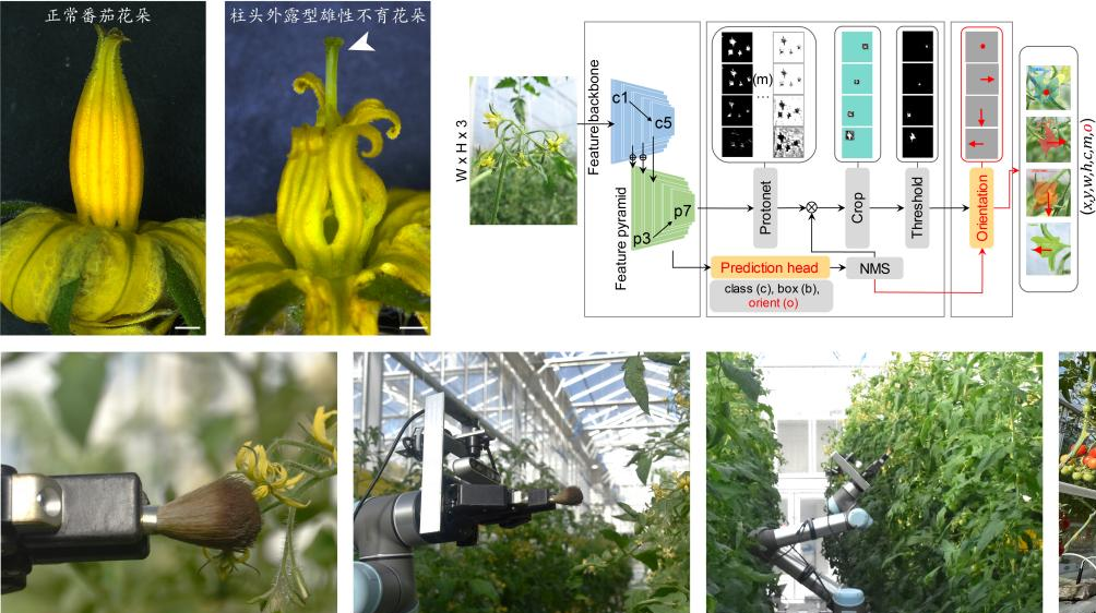我国在智能育种和制种领域取得重要突破