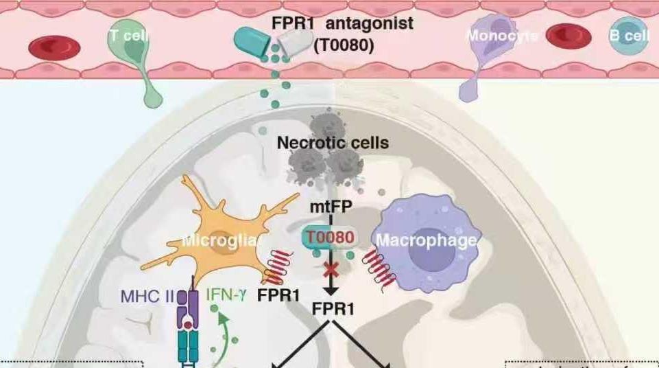 我国科学家在神经疾病治疗领域取得新突破