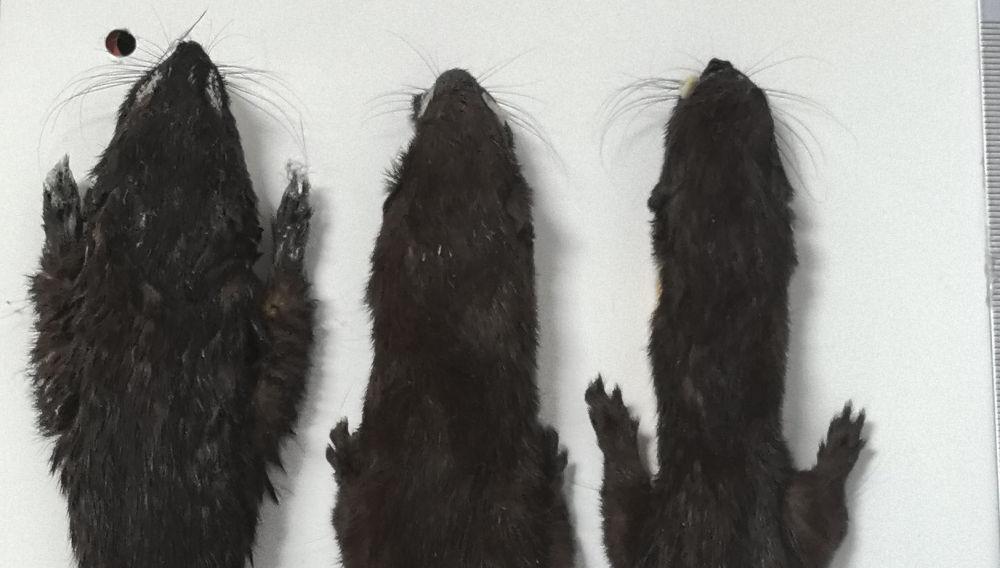 四川发现新物种马边鼬