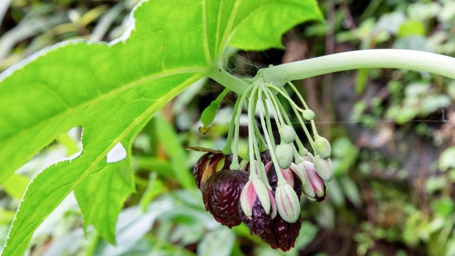 贵州发现新物种“习水八角莲”