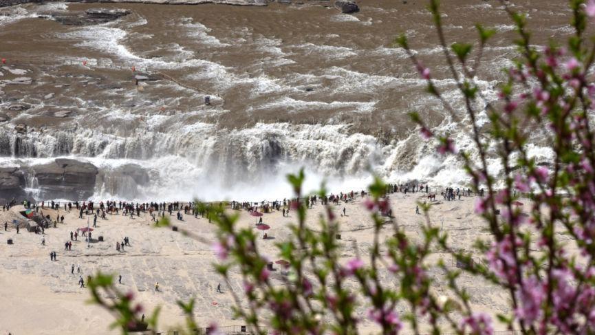 黄河全线开河 壶口瀑布迎来“桃花汛”春日奇景