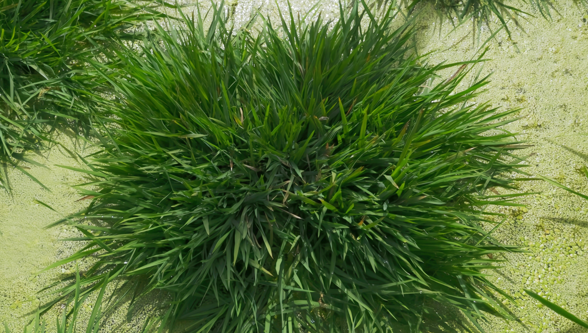 一种多收!我国科学家培育出多年生“长寿水稻”