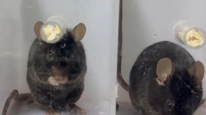 中国科学家揭示左撇子成因