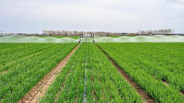 河北主体麦田长势持续向好,一、二类壮苗占比达91.4%