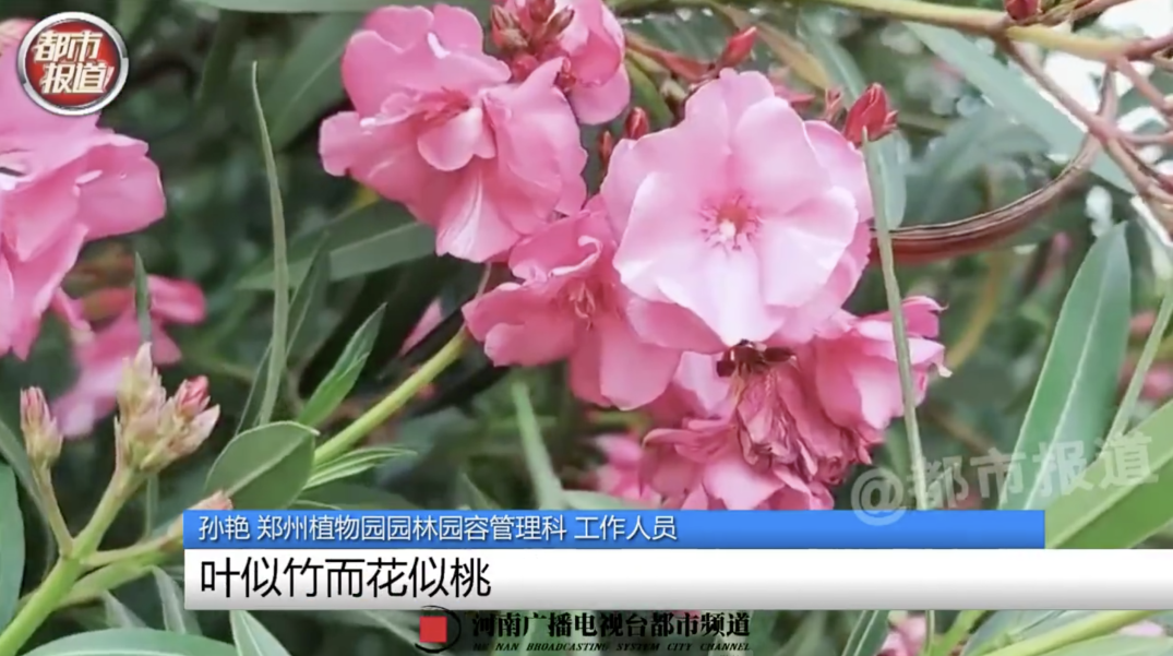 女子嘴含“网红花”拍照后中毒，紧急提醒→