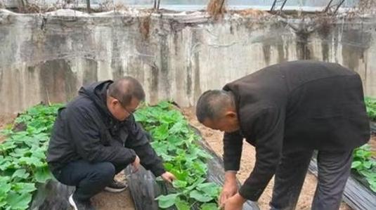 暴雨来袭！河北蔬菜防灾“急救指南”来了