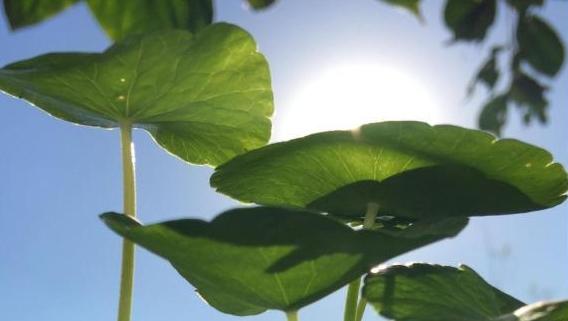 7月15日入伏,今年三伏天时长40天