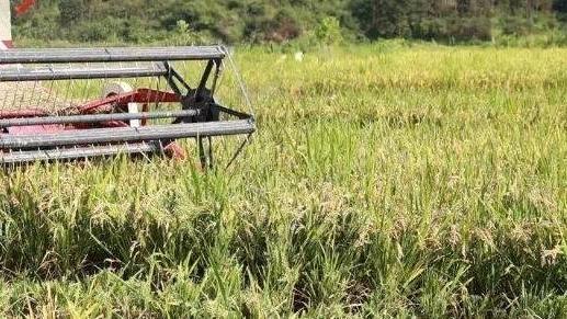 全国早稻产量连续6年稳定在560亿斤以上