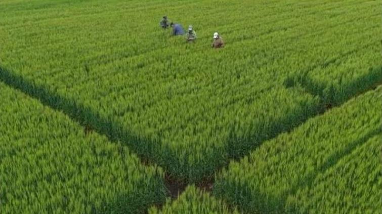 2025年全国农垦生产总值首次破万亿元